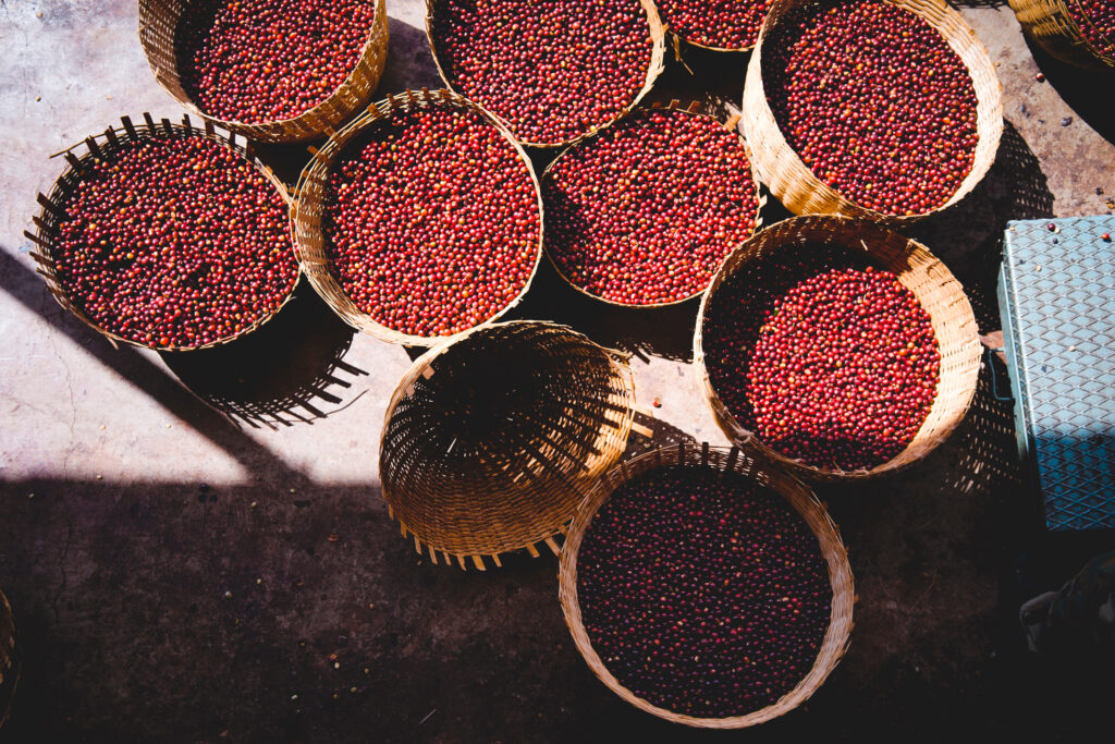 Coffee cherries